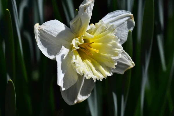 Belle Fleur Jonquille Poussant Dans Jardin Journée Ensoleillée Été — Photo