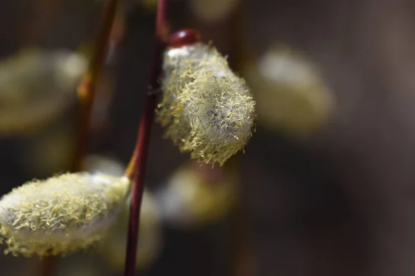 Galhos Árvore Com Belos Botões Salgueiro Close Conceito Primavera — Fotografia de Stock