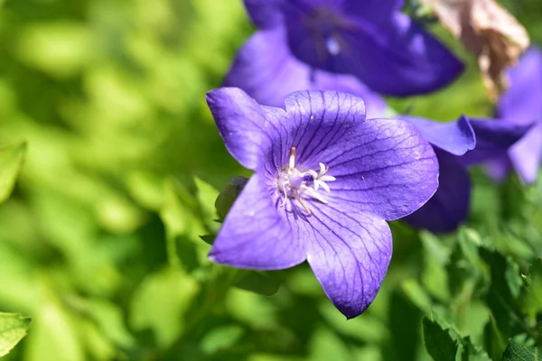 Zbliżenie Pięknych Kwiatów Ogrodzie — Zdjęcie stockowe