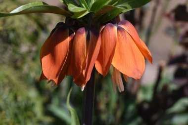 Güneşli yaz gününde bahçede yetişen güzel çiçekler. 