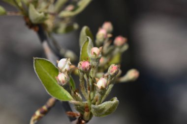 Güzel çiçekli elma ağacı dalları, yakın plan, bahar konsepti.  