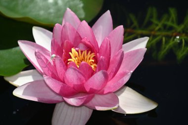 Güzel çiçek açan nilüfer çiçekleri yaz günü gölette büyür. 