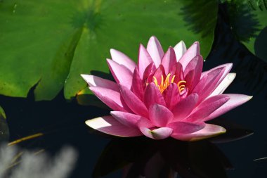 Güzel çiçek açan nilüfer çiçekleri yaz günü gölette büyür. 