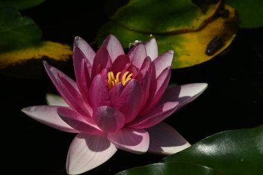 Güzel çiçek açan nilüfer çiçekleri yaz günü gölette büyür. 