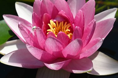 Güzel çiçek açan nilüfer çiçekleri yaz günü gölette büyür. 