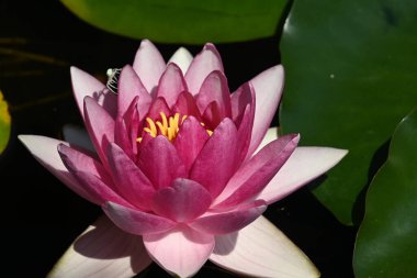 Güzel çiçek açan nilüfer çiçekleri yaz günü gölette büyür. 