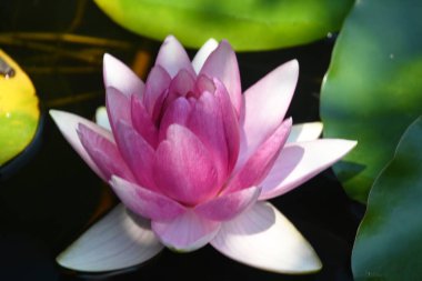 Güzel çiçek açan nilüfer çiçekleri yaz günü gölette büyür. 