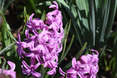 Güneşli yaz gününde bahçede yetişen güzel çiçekler. 