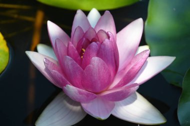 Güzel çiçek açan nilüfer çiçekleri yaz günü gölette büyür. 