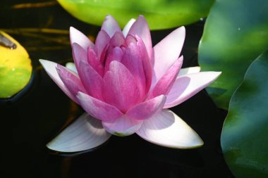 Güzel çiçek açan nilüfer çiçekleri yaz günü gölette büyür. 