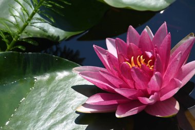 Güzel çiçek açan nilüfer çiçekleri yaz günü gölette büyür. 