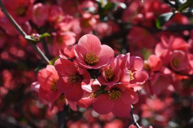 Güzel çiçekli kiraz ağacı dalları, yakın plan, bahar konsepti.  