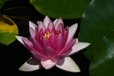 Güzel çiçek açan nilüfer çiçekleri yaz günü gölette büyür. 