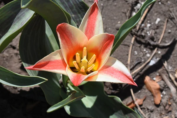 夏の晴れた日に庭で育つ美しいチューリップの花 — ストック写真