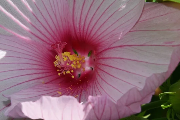 夏の晴れた日に庭で成長する美しい花 — ストック写真