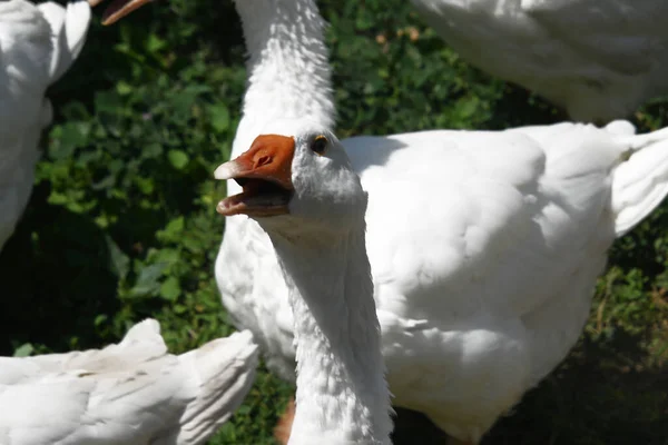 Schöne Weiße Gänse Freien Sommertagen — Stockfoto