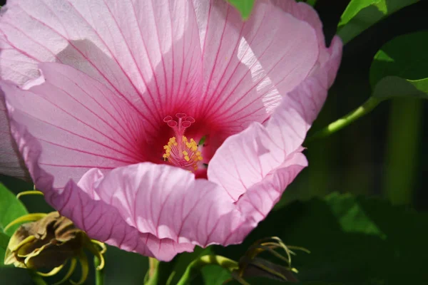 Hermosa Flor Que Crece Jardín Verano Día Soleado —  Fotos de Stock
