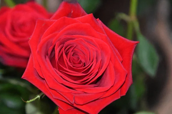 Krásné Růže Rostoucí Zahradě Létě Slunečný Den — Stock fotografie