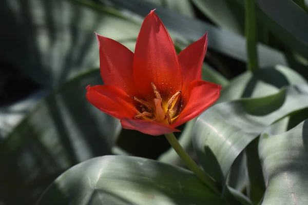 Красивый Цветок Тюльпана Растет Саду Летний Солнечный День — стоковое фото