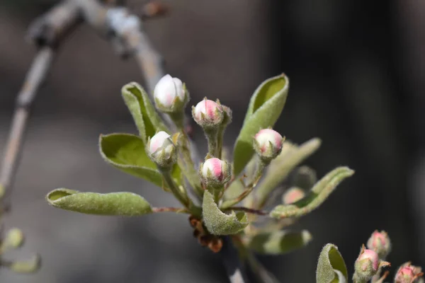 사과나무 가지에는 아름다운 꽃들이 가까이 다가가면 봄이라는 개념이 — 스톡 사진