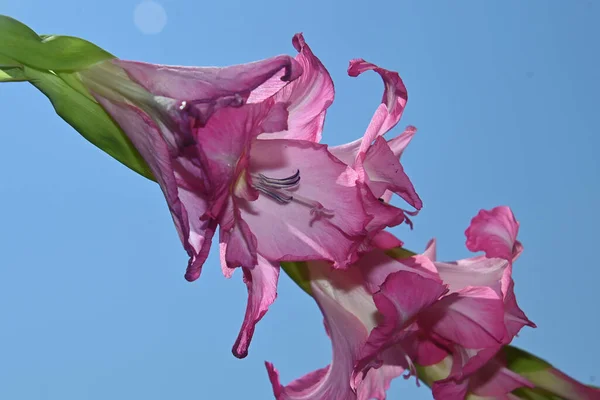 Gyönyörű Gladiolusok Égen Háttér Nyári Koncepció Közelről — Stock Fotó