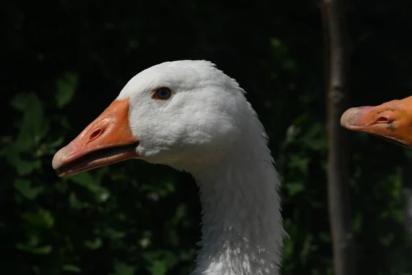 Krásný Bílý Husy Venkovní Letní Den — Stock fotografie