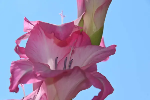 Beaux Gladioles Sur Fond Ciel Concept Été Vue Rapprochée — Photo