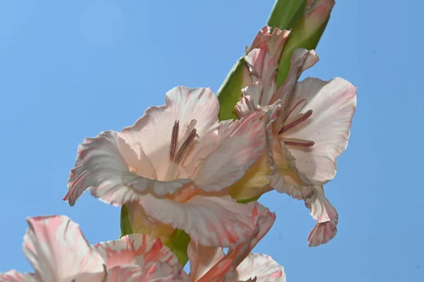 Vackra Gladiolus Himlen Bakgrund Sommar Koncept Nära Utsikt — Stockfoto