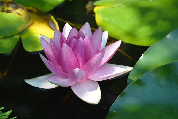 Beautiful Blooming Lotus Growing Pond Summer Day — Stock Photo, Image