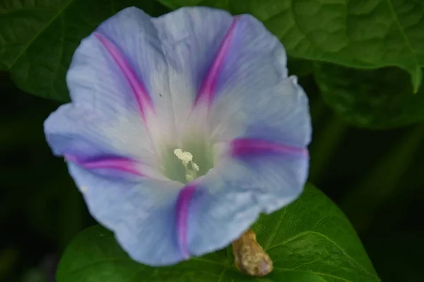 Hermosa Flor Gloria Mañana Creciendo Jardín Verano Día Soleado — Foto de Stock