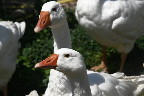 Schöne Weiße Gänse Freien Sommertagen — Stockfoto