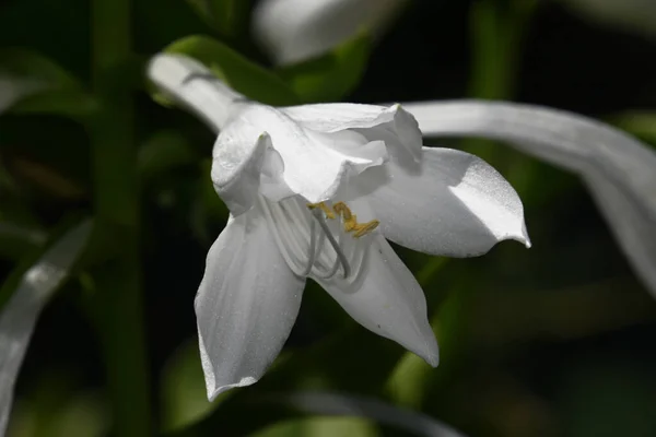 Belle Fleur Poussant Dans Jardin Journée Ensoleillée Été — Photo