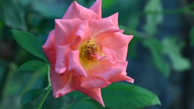 Güneşli yaz gününde bahçede büyüyen güzel bir gül. 