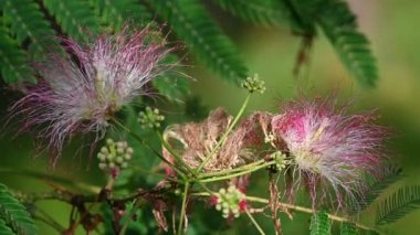 Güneşli yaz gününde bahçede yetişen güzel çiçekler. 