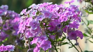 Güneşli yaz gününde bahçede yetişen güzel çiçekler. 