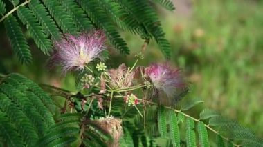 Güneşli yaz gününde bahçede yetişen güzel çiçekler. 