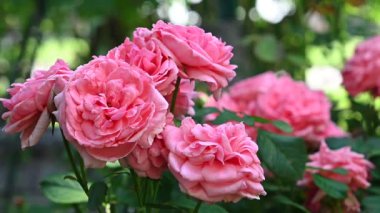 Güneşli yaz gününde bahçede büyüyen güzel güller. 