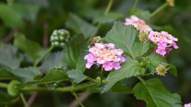 Güneşli bir günde bahçede büyüyen güzel çiçekler. 