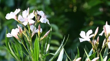 Güneşli yaz gününde bahçede yetişen güzel çiçekler. 