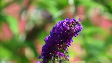 Güneşli yaz gününde bahçede büyüyen güzel bir çiçek. 