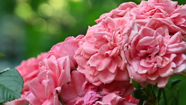 Красиві Троянди Ростуть Саду Літній Сонячний День — стокове відео
