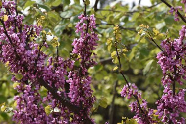 Bahçede büyüyen pembe çiçekli çiçek açan ağaç yaz güneşli bir günde 