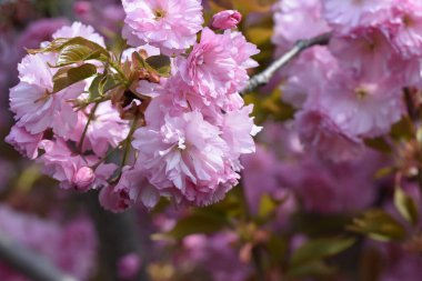 Çiçek açan ağaç dalları, güzel çiçekler, yakın plan, bahar konsepti.  