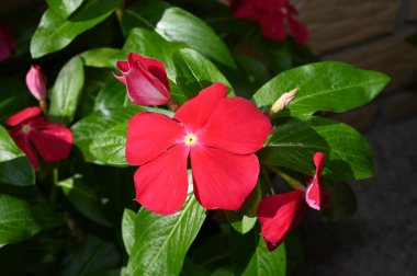 Güneşli yaz gününde bahçede yetişen güzel çiçekler. 