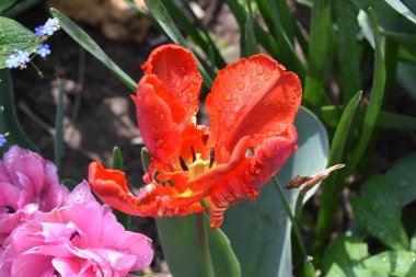 Güneşli yaz gününde bahçede büyüyen güzel laleler. 
