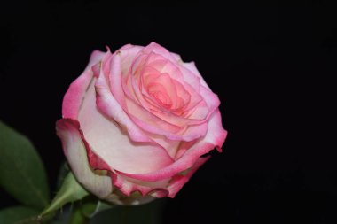 Koyu arkaplanda güzel bir gül, yaz konsepti, yakın görüş  