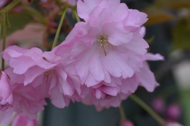 Bahçede büyüyen pembe çiçekli çiçek açan ağaç yaz güneşli bir günde 