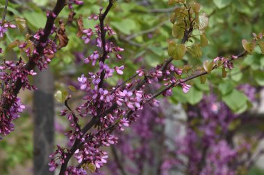 Bahçede büyüyen pembe çiçekli çiçek açan ağaç yaz güneşli bir günde 