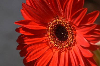 Karanlık arka planda güzel Gerbera çiçeği, yaz konsepti, yakın görüş  