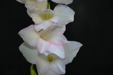 Karanlık arka planda güzel gladyatörler, yaz konsepti, yakın görüş  